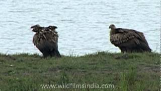 Whiterumped Vulture Gyps bengalensis [upl. by Ttekcirc]