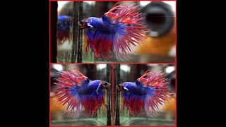 Betta Fish AZURE BLUE HOT PINK Crowntail CT Male P158 [upl. by Marleen42]