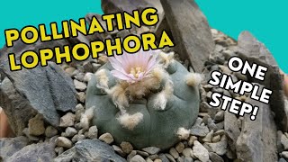 How to pollinate Lophophora Williamsii  Peyote PLUS 8 month old seedlings update [upl. by Akciret]