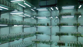 Tissue Culture Lab tissue culture lab complete tutorial [upl. by Spiegleman536]