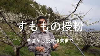 すももの授粉 準備から授粉作業まで [upl. by Delia]