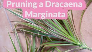 A Dracaena Marginata Needs Pruning How To Do It [upl. by Eiramaneet158]