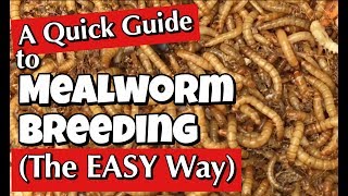 Mealworms A Quick Guide to Breeding the Easy Way [upl. by Alhan]