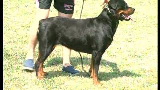 The Rottweiler  Pet Dog Documentary English [upl. by Aunson230]