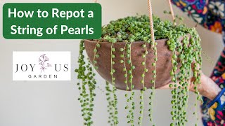 REPOTTING A STRING OF PEARLS PLANT  JoyUsGarden [upl. by Aviv]