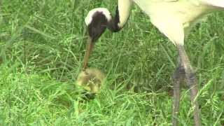 Redcrowned Cranes Hatch Goose Egg  Cincinnati Zoo [upl. by Leribag]