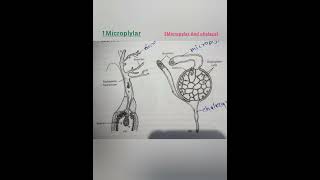 Endosperm haustoria kya h Endosperm haustoria kise kahte hai Types of endosperm haustoria [upl. by Annaes]