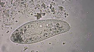 Paramecium under the microscope [upl. by Geraud]