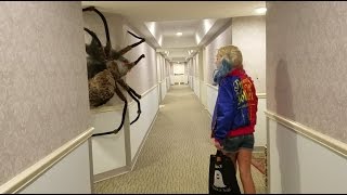 Worlds largest Spider Ever [upl. by Aruon]