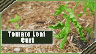 How to AVOID Tomato Leaf Curl  Curling tomato leaves [upl. by Gustavo]