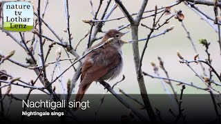 Nachtigall singt Nightingale sings [upl. by Ahcirt]