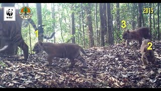 Camera trap A tiger family in the forests of Sumatra  WWFSINGAPORE [upl. by Yttiy474]