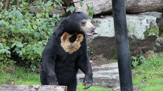 Malaienbär Fütterung  Sun Bear Feedingtime  Kolner Zoo [upl. by Werna]