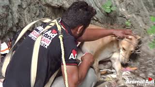 Dog with laceration waits patiently in well for rescuers [upl. by Nahpets]