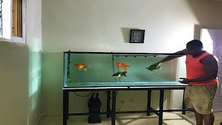 que sucede si ponemos una tortuga en un acuario de goldfish [upl. by Ahsoyek]