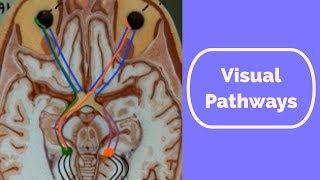 Visual Pathways [upl. by Karon]