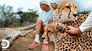 Frank y Darran se rodean de guepardos y leones  Wild Frank vs Darran  Discovery En Español [upl. by Didier598]