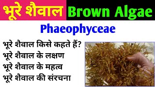 भूरे शैवाल  Brown Algae  phaeophyta  phaeophyceae  characteristics and importance of brown algae [upl. by Anid]