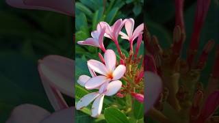 Gul e Chain  Plumeria pudica  plant care garden video homegardning gardeningflowers petunia [upl. by Wrightson136]