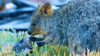 Meet the Quokka  Cutest Animal from Australia [upl. by Aizat]