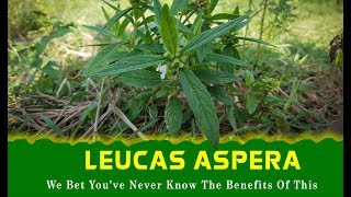 LEUCAS ASPERA We Bet Youve Never Know The Benefits Of This Herb  Medicinal Plants  Indian Herbs [upl. by Leirrad206]