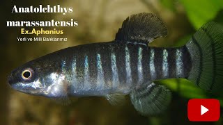 Yerli ve Milli Killifishlerimiz Anatolichthys exAphanius marassantensis [upl. by Threlkeld14]