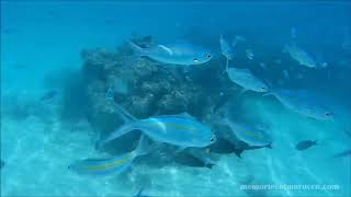 Snorkelling in Rasdhoo Maldives [upl. by Caasi7]