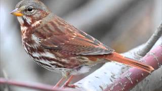 Identifying Sparrows of Renfrew County [upl. by Denice]