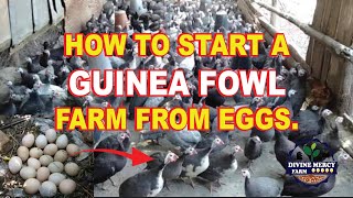 How to Star a GUINEA FOWL farm from Eggs guineafowlfarming [upl. by Kubiak979]