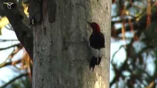 Red headed Woodpecker [upl. by Ellicul220]