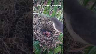 WAS GIVING IMMUNIZATIONS TO HIS THREE LITTLE CHILDREN birdshots [upl. by Quint]