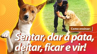 Como ensinar seu cachorro os 5 COMANDOS MAIS IMPORTANTES no adestramento [upl. by Godwin]