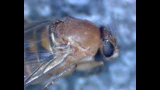 Buckelfliege Humpbacked Fly  Probably Megaselia scalaris aka coffin fly [upl. by Crista]