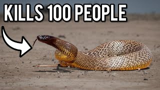 Inland Taipans The Most Dangerous Snakes On Earth [upl. by Maurey]