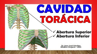 Anatomía  Hueso Frontal Caras Bordes Puntos Craneométricos [upl. by Manya]