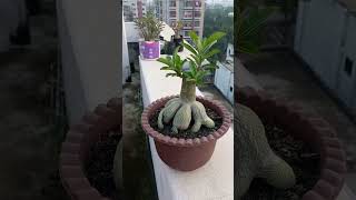 Adenium Obesum Redial root  gardening root training brunch cuttingskills viralvideo [upl. by Ecinnaj]