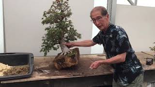 Deadheading and Repotting Azalea Bonsai [upl. by Geno560]