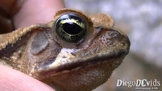 Rhinella abei  Beaked Toads Bufonidae Sapo cururú [upl. by Ydasahc]