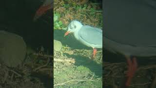 This is actually quite unusual for us  Blackheaded Gull feeding in the garden seagull frozen [upl. by Riay]