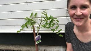 Planting a new wisteria vine [upl. by Kenna729]