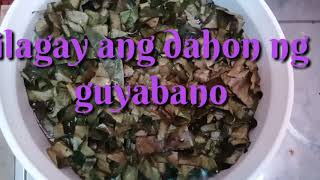 HOW TO MAKE GUYABANO TEA [upl. by Novek517]