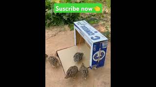 Pigeon trap ll birds trap ll👈trending​birds​shortsfeed​ short​shorts​pigeon​chidiya​ ytshort [upl. by New]