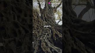 Meet Methuselah The 4800YearOld Tree [upl. by Janis]