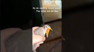 Bird screaming meme [upl. by Alissa641]