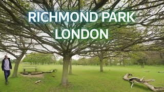 🇬🇧 Richmond Park in Summer  4K Walking Tour London [upl. by Oibirot]