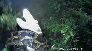 Floridaman Saves ALLIGATOR From PYTHON ATTACK REAL Everglades Contractor TRAPPER MIKE [upl. by Legin929]