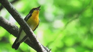 キビタキ 【Narcissus flycatcher】 の鳴き声。 April 292018 [upl. by Cornia68]