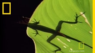 Anolis Lizard Love  National Geographic [upl. by Aulea]