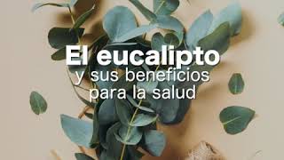 El eucalipto y sus beneficios para la salud [upl. by Nagard10]