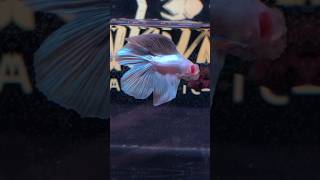 Betta Fish Veiltail Double Tail White Copper🤍 [upl. by Bivins]